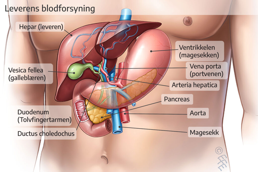Leverens blodforsyning